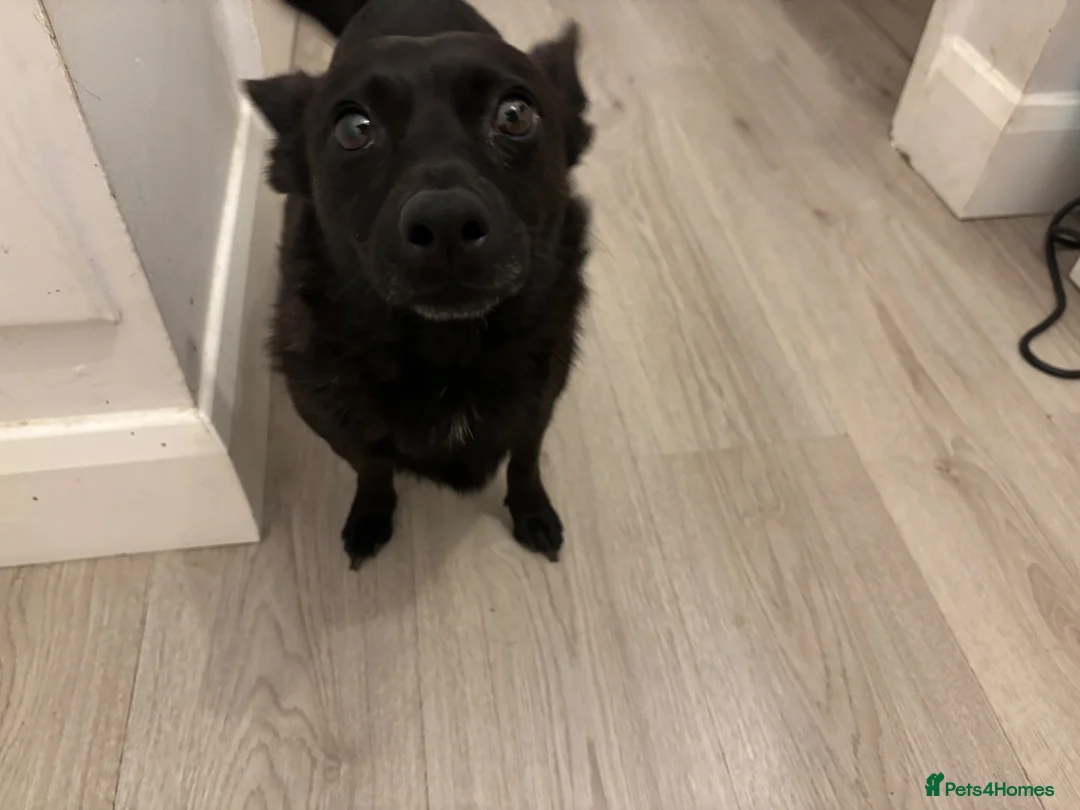Jack Russell dogs for sale: Skyler 4½-Year-Old Female Seeking Experienced Home - Advert 2