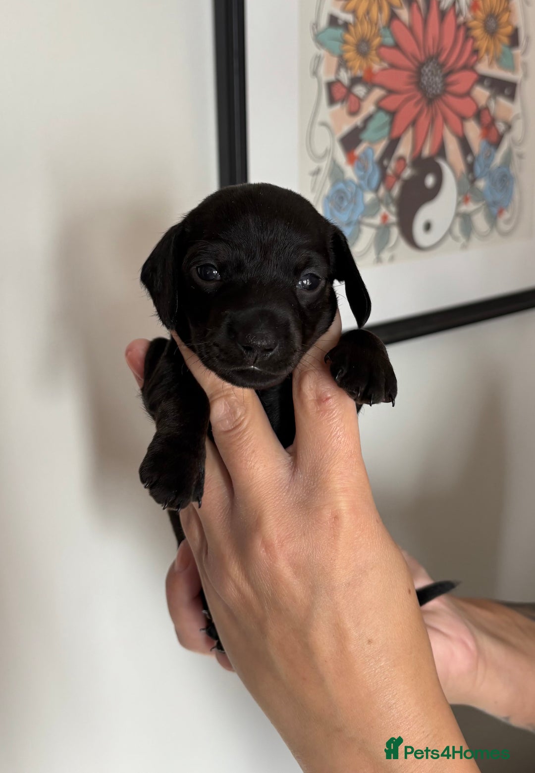 Miniature Dachshund dogs for sale: Miniature dachshund puppies 🐾 - Advert 30