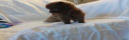 Pomeranian dogs for sale:  Toy-Type Mico Teddy Bear Face Pomeranian Puppy's - Advert 19