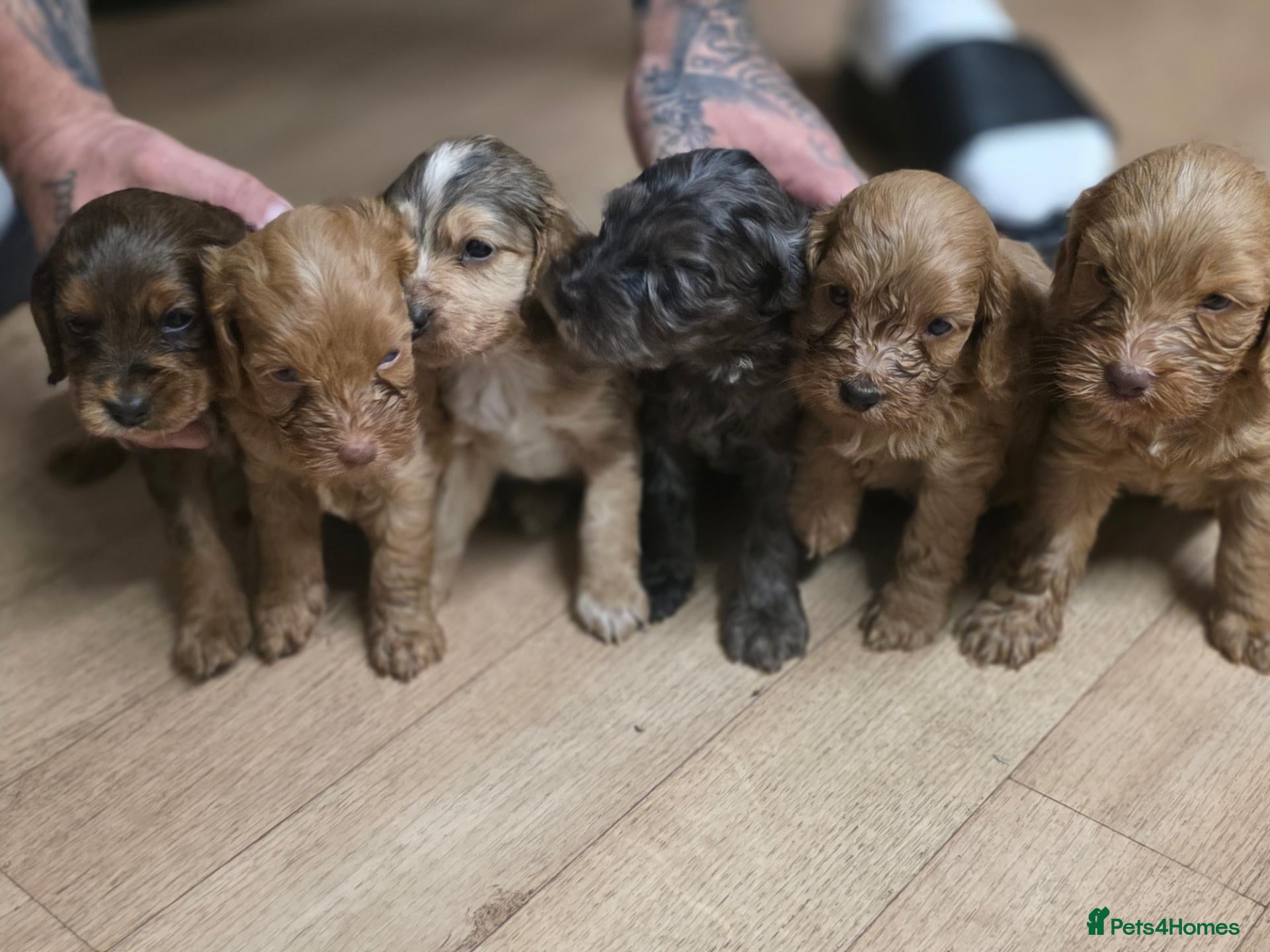 Cockapoo dogs Cockapoo puppies  - Advert 1