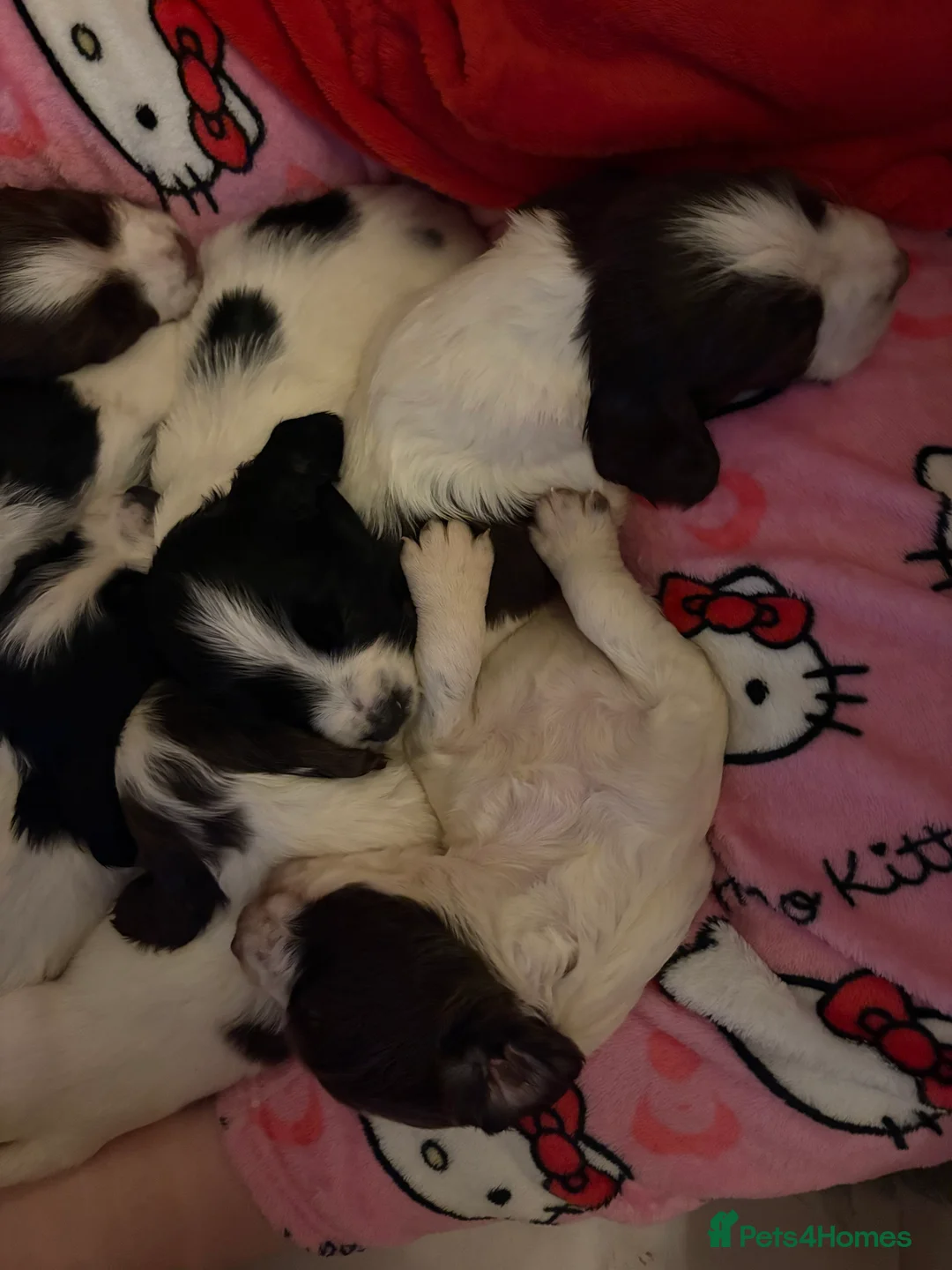 English Springer Spaniel dogs for sale: English Springer Spaniel pups in Wirral - Advert 2
