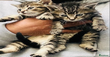 Mixed Breed cats Stunning Bengal x Ragdoll kittens ready now - Advert 8
