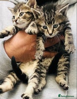 Mixed Breed cats Stunning Bengal x Ragdoll kittens ready now - Advert 11