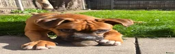 Boxer dogs for sale: Boxer puppy - 10 months old - Advert 13