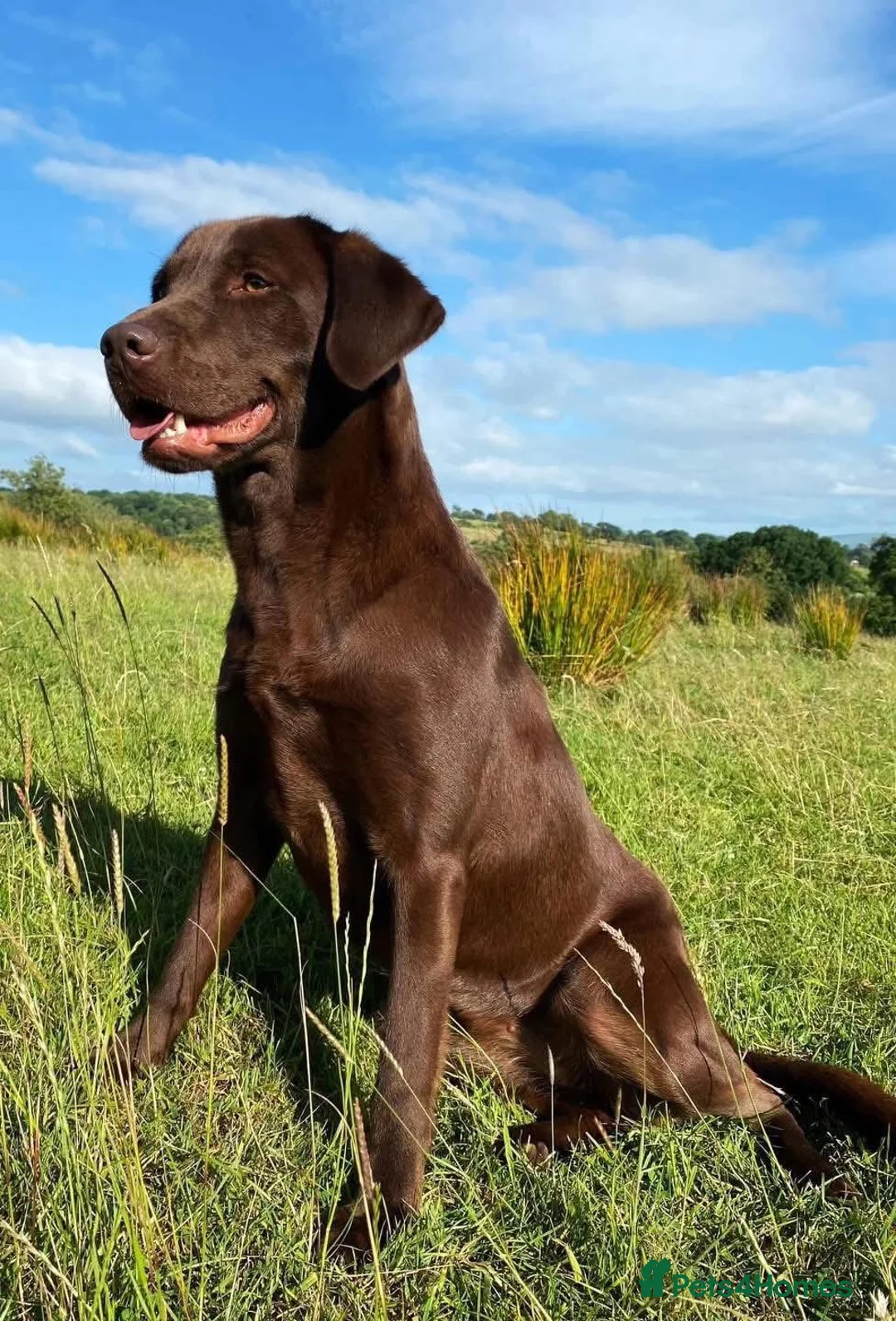 Labrador Retriever dogs for sale: Stunning choc lab pups due  . 5🌟 Health status  - Advert 3