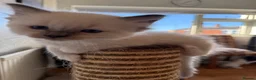 Ragdoll cats for sale: Perfect Blue Point Ragdoll kittens. - Advert 17