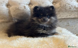 Pomeranian dogs for sale: Kc teddy bear pom babies  - Image 20