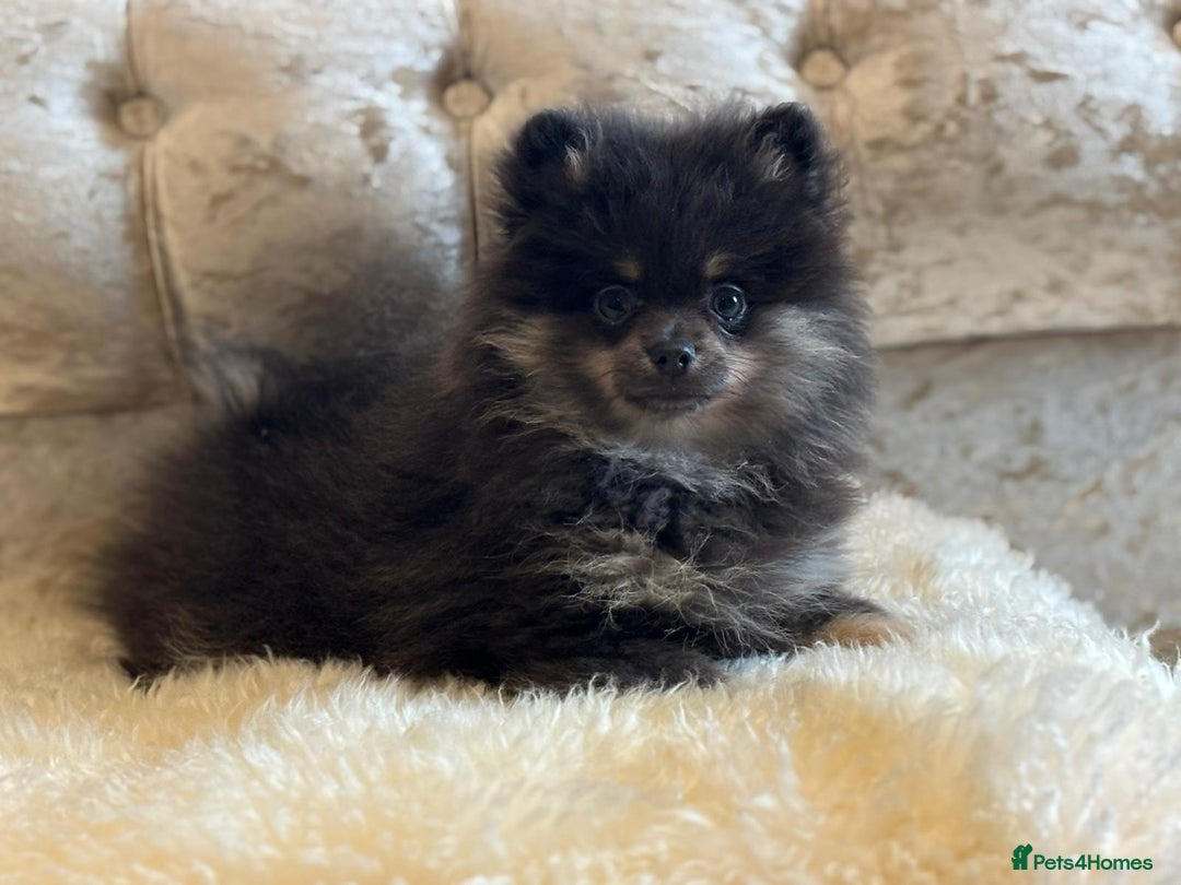 Pomeranian dogs for sale: Kc teddy bear pom babies  - Image 20