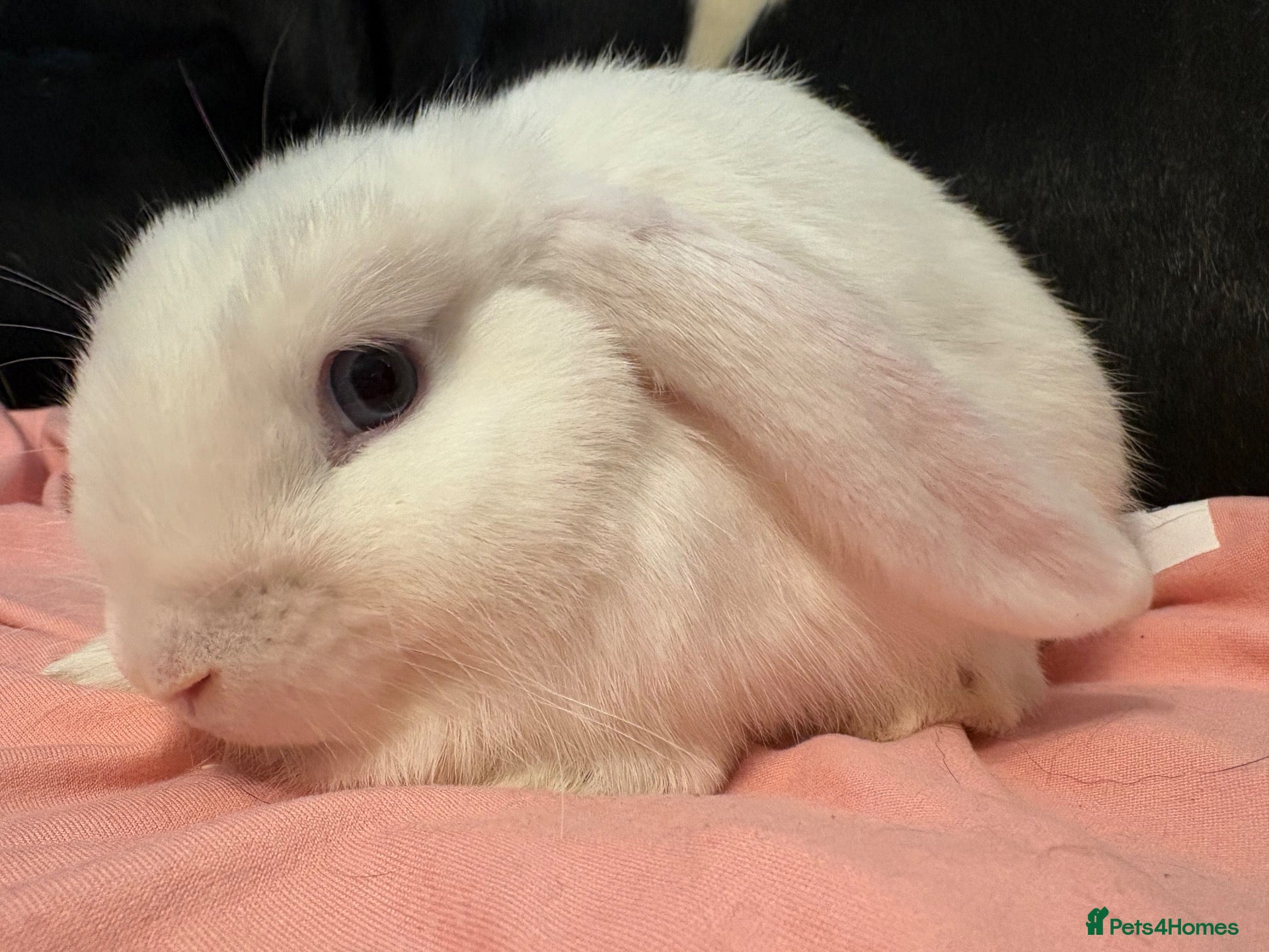 Mini Lop rabbits White mini lop BOY🩵  - Advert 3