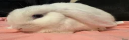 Mini Lop rabbits for sale: White mini lop BOY🩵  - Advert 1