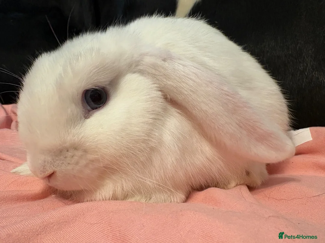 Mini Lop rabbits for sale: White mini lop BOY🩵  - Advert 1