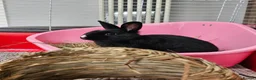 Netherland Dwarf rabbits for sale: *AVAILABLE* Purebred Netherland Dwarf Doe - Advert 5