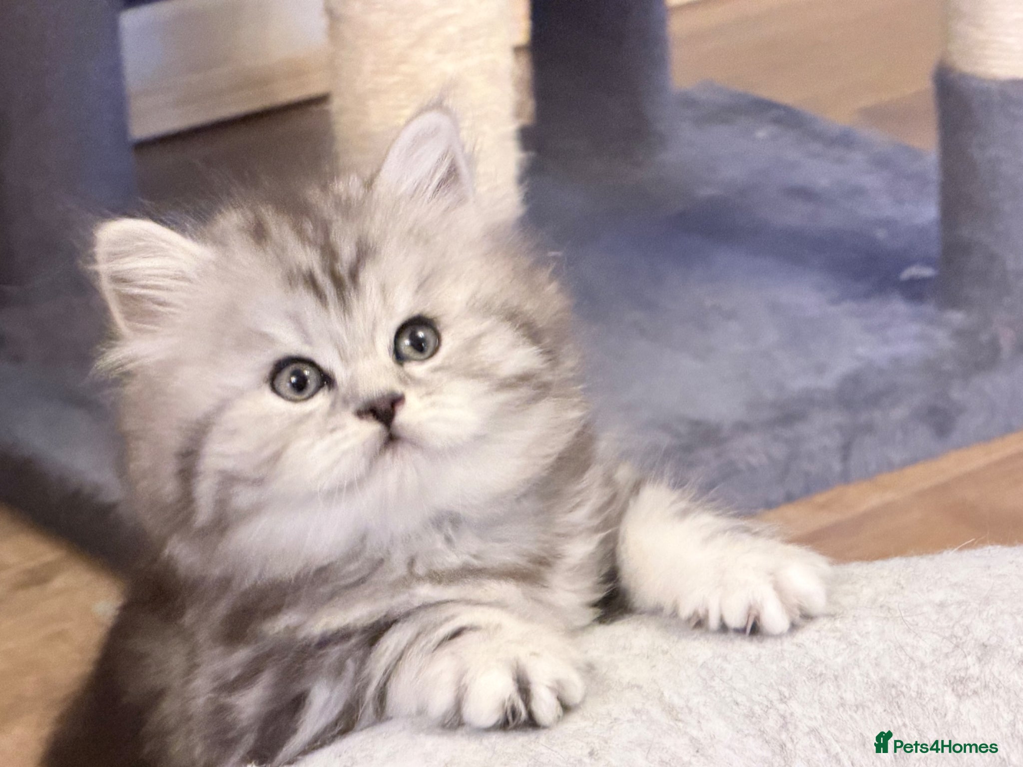 British Longhair cats RARE GCCF reg PKD Clear BLH Silver Tabby Kittens - Advert 2