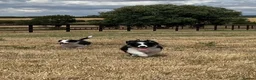 Border Collie dogs for sale: Boarder collie puppies  - Advert 2