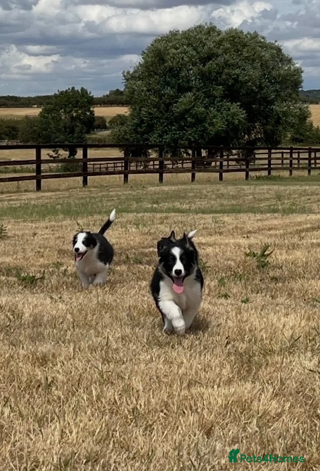 Border Collie dogs for sale: Boarder collie puppies  - Advert 2