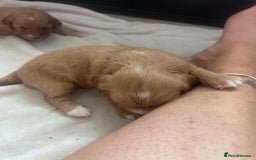 Mixed Breed dogs for sale: 5 Beautiful Cockapoo Girls ready  - Image 8