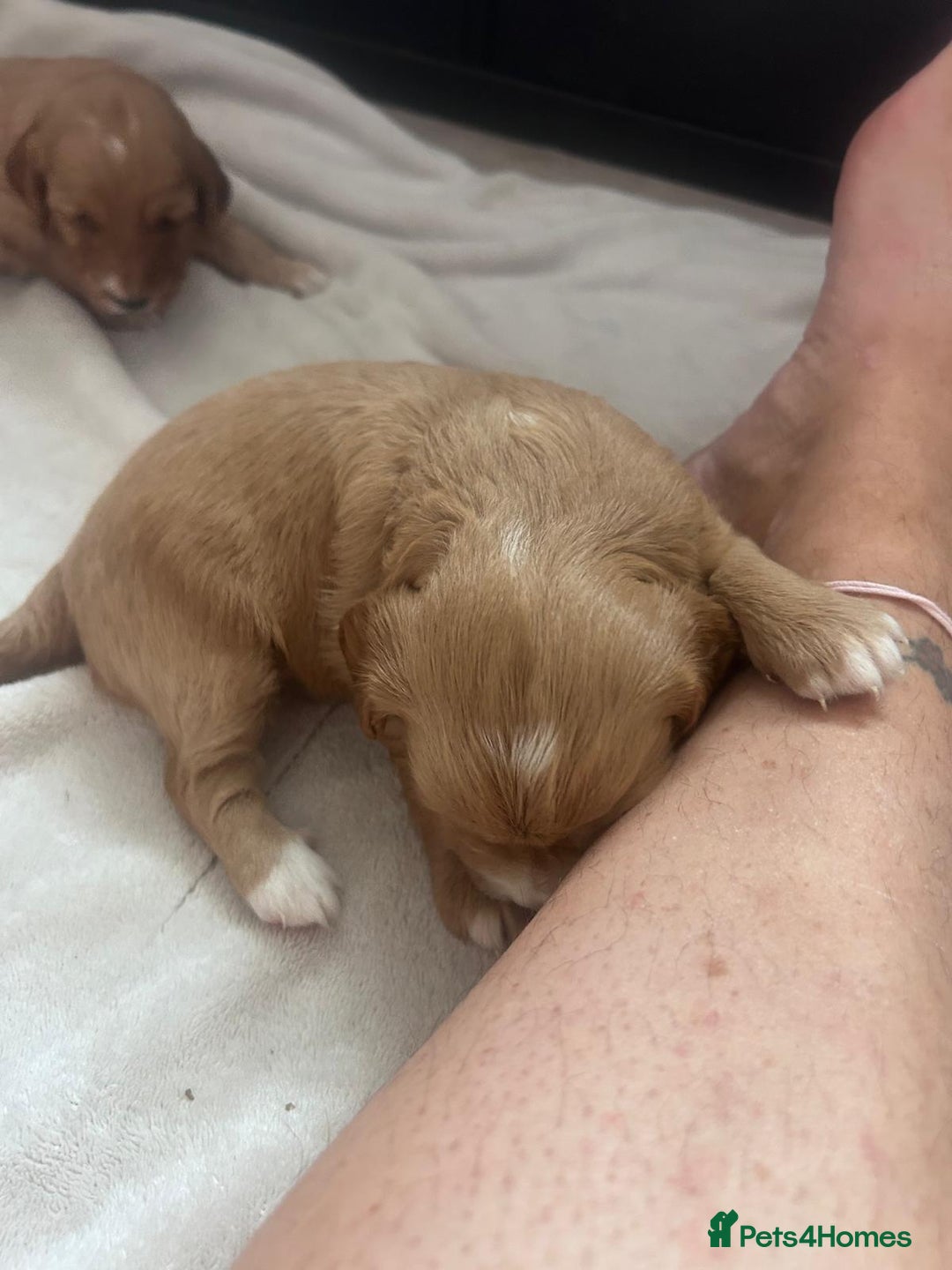 Mixed Breed dogs for sale: 5 Beautiful Cockapoo Girls ready  - Image 8