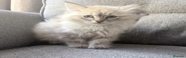 Siberian Kitten 3