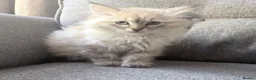 Siberian cats for sale: Stunning Pure Siberian Kittens- Hypoallergenic - Advert 8