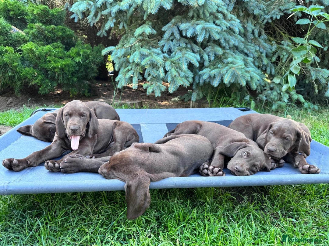 German Shorthaired Pointer dogs for sale: Mrs Dorota Sadowska - Image 13