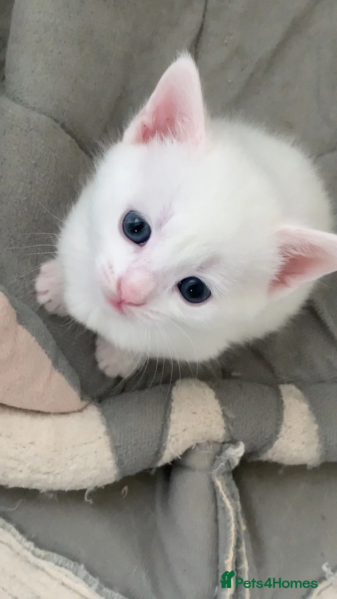Mixed Breed cats for sale: Cross breed full White & white and ginger kittens  - Advert 1