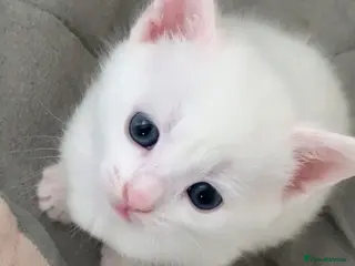 Mixed Breed cats Cross breed full White & white and ginger kittens - Advert 7