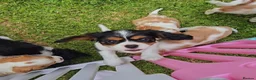 Cavalier King Charles Spaniel dogs for sale: Cavalier King Charles Spaniel Puppies Available - Advert 13