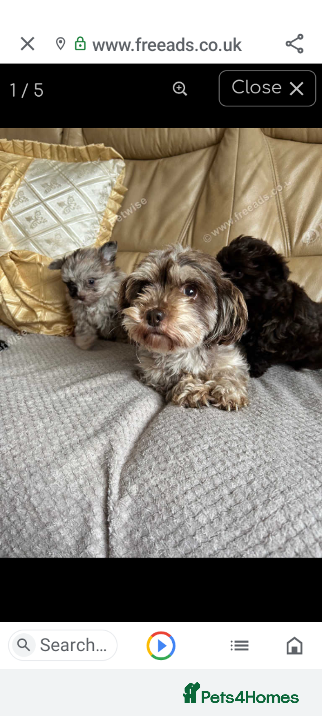 Mixed Breed dogs for sale: Gorgeous yorkiepoo x pomeranian puppy - Advert 1