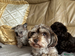 Mixed Breed dogs Gorgeous yorkiepoo x pomeranian puppy - Advert 2