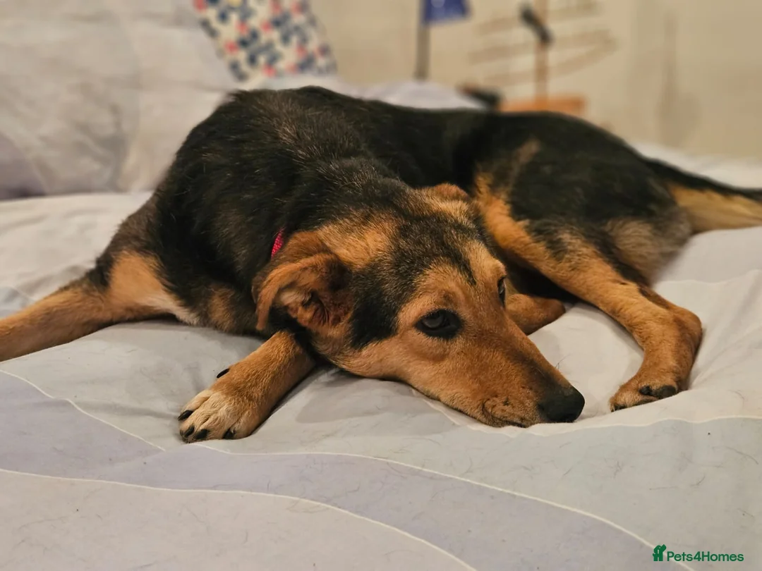 Mixed Breed dogs for adoption: 🐾 Meet Larisa - a gentle girl for a Loving Home💛 - Advert 30