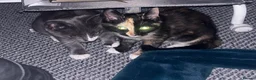 Mixed Breed cats for sale: Rescue affectionate cats - Advert 8