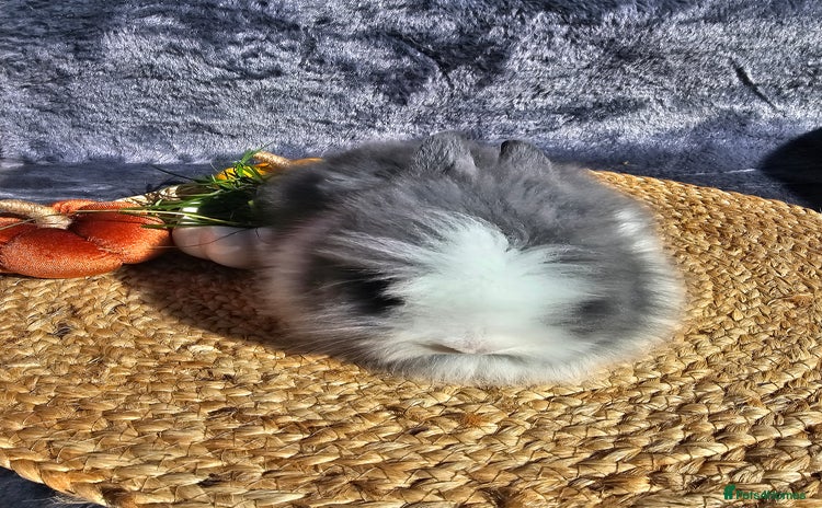 Lionhead rabbits - Advert 1