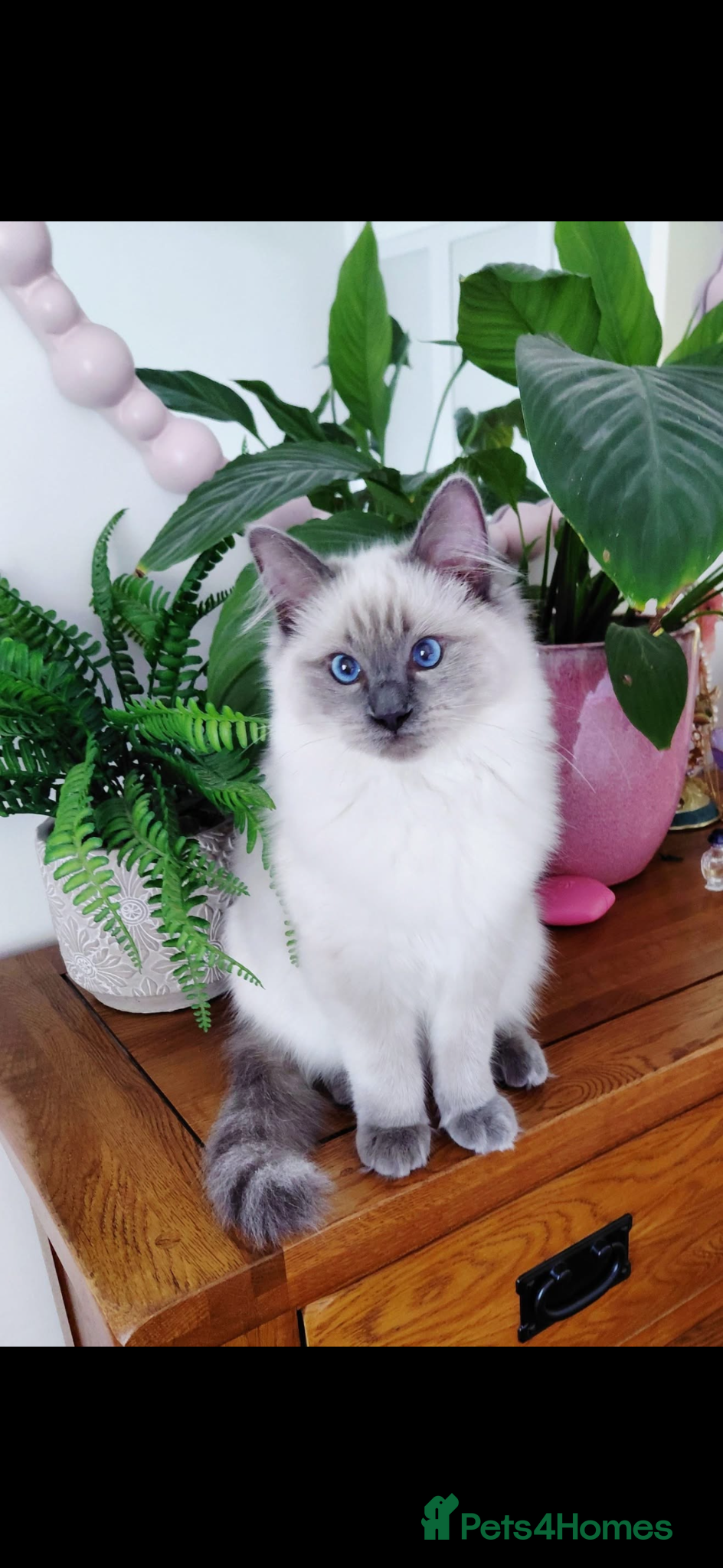 Ragdoll cats Pearl  - Advert 9