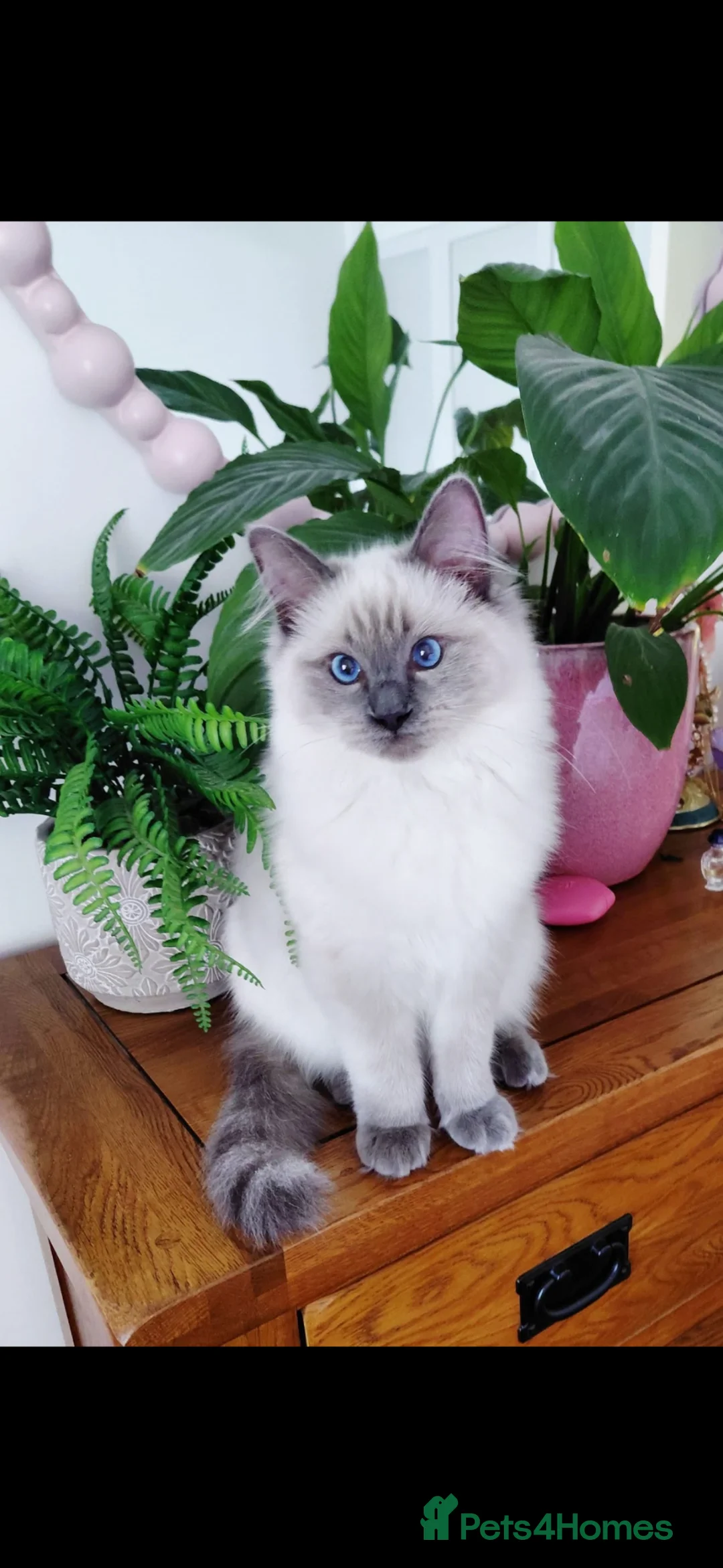 Ragdoll cats for sale: Pearl  - Advert 1