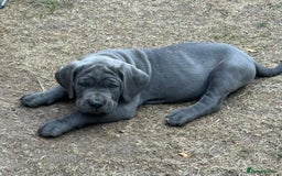 Cane Corso dogs for sale: Full Cane Corso, 1 Black Male remaining  in Newark - Image 12