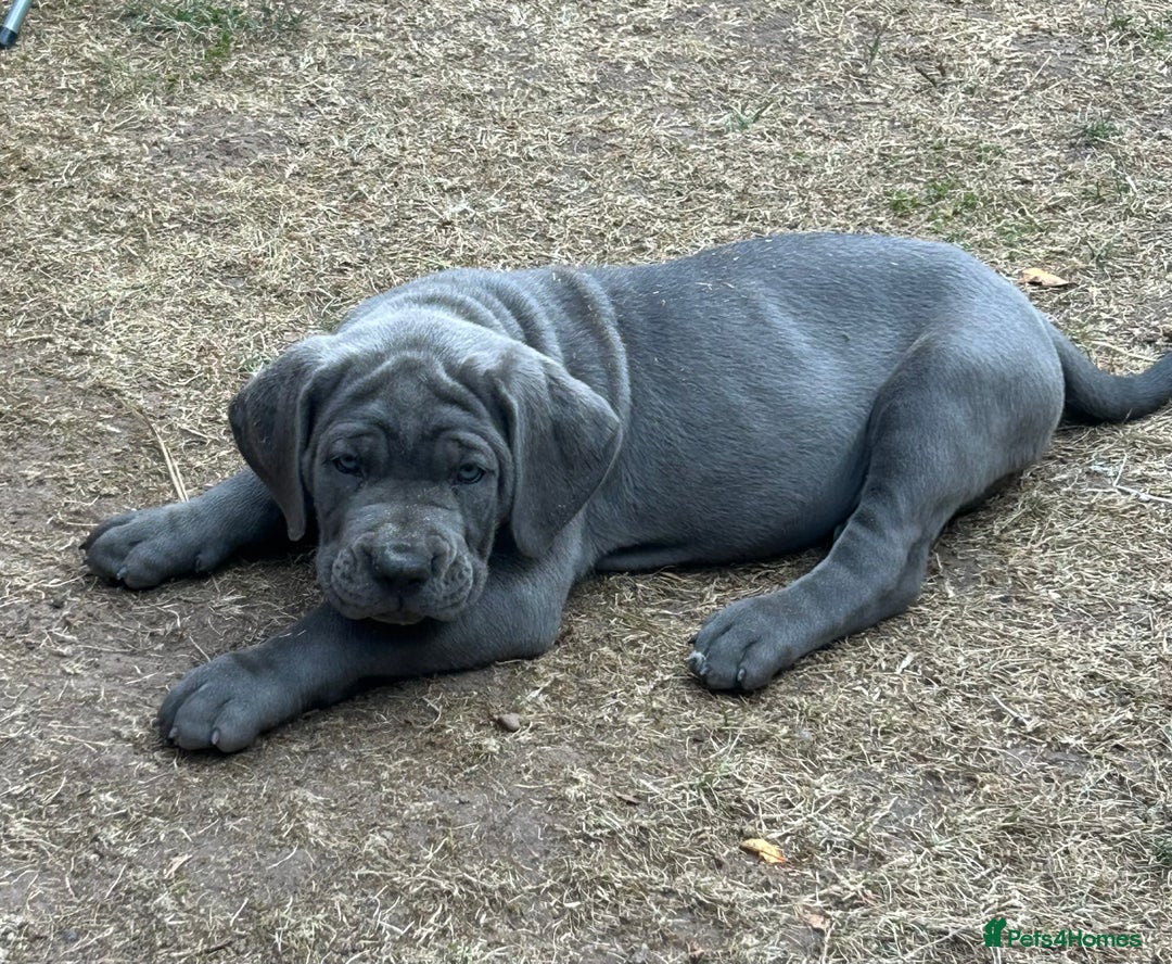 Cane Corso dogs for sale: Full Cane Corso, 1 Black Male remaining  in Newark - Image 12