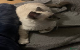 Ragdoll cats for sale: Beautiful blue mitted Ragdoll - Image 2