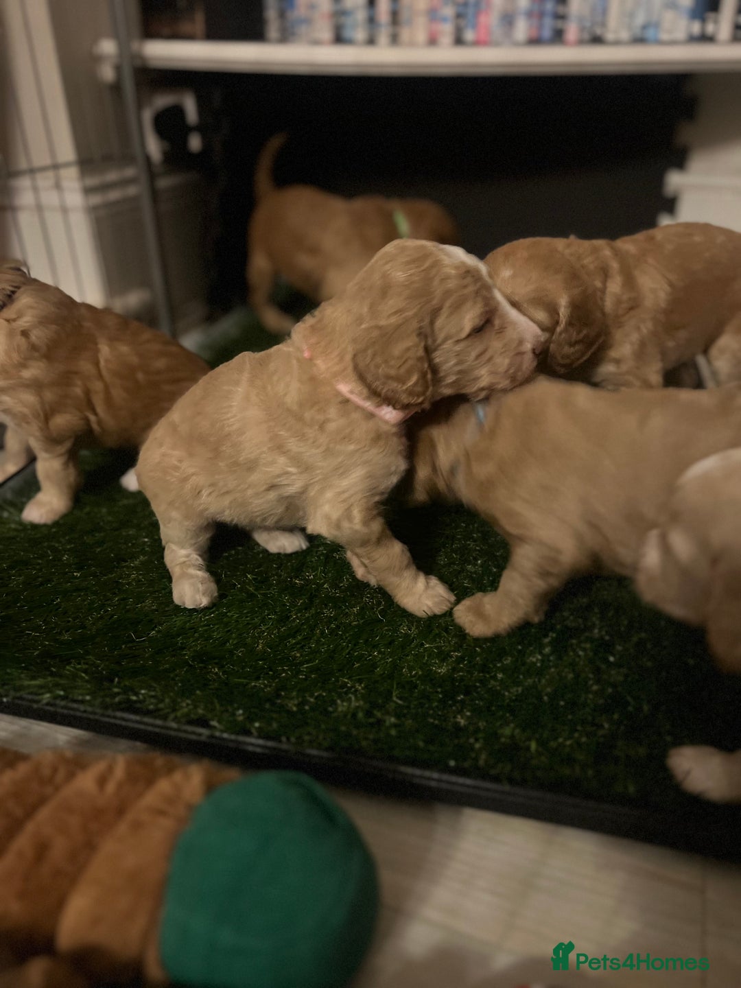 Cockapoo dogs for sale: Apricot F1B Cockapoo puppies - Advert 12
