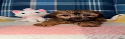Shihpoo dogs for sale: Stunning Shihpoo Puppies Ready Now - Advert 8