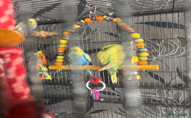 Budgerigars birds - Advert 1