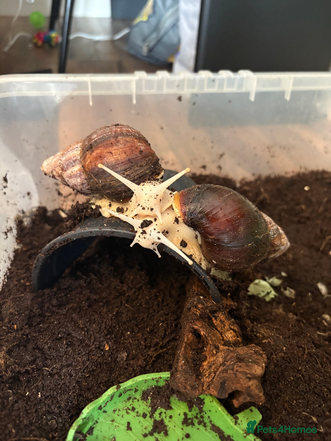 Snails invertebrates for sale: 2 Giant African Land Snails 🐌🐌 - Image 3