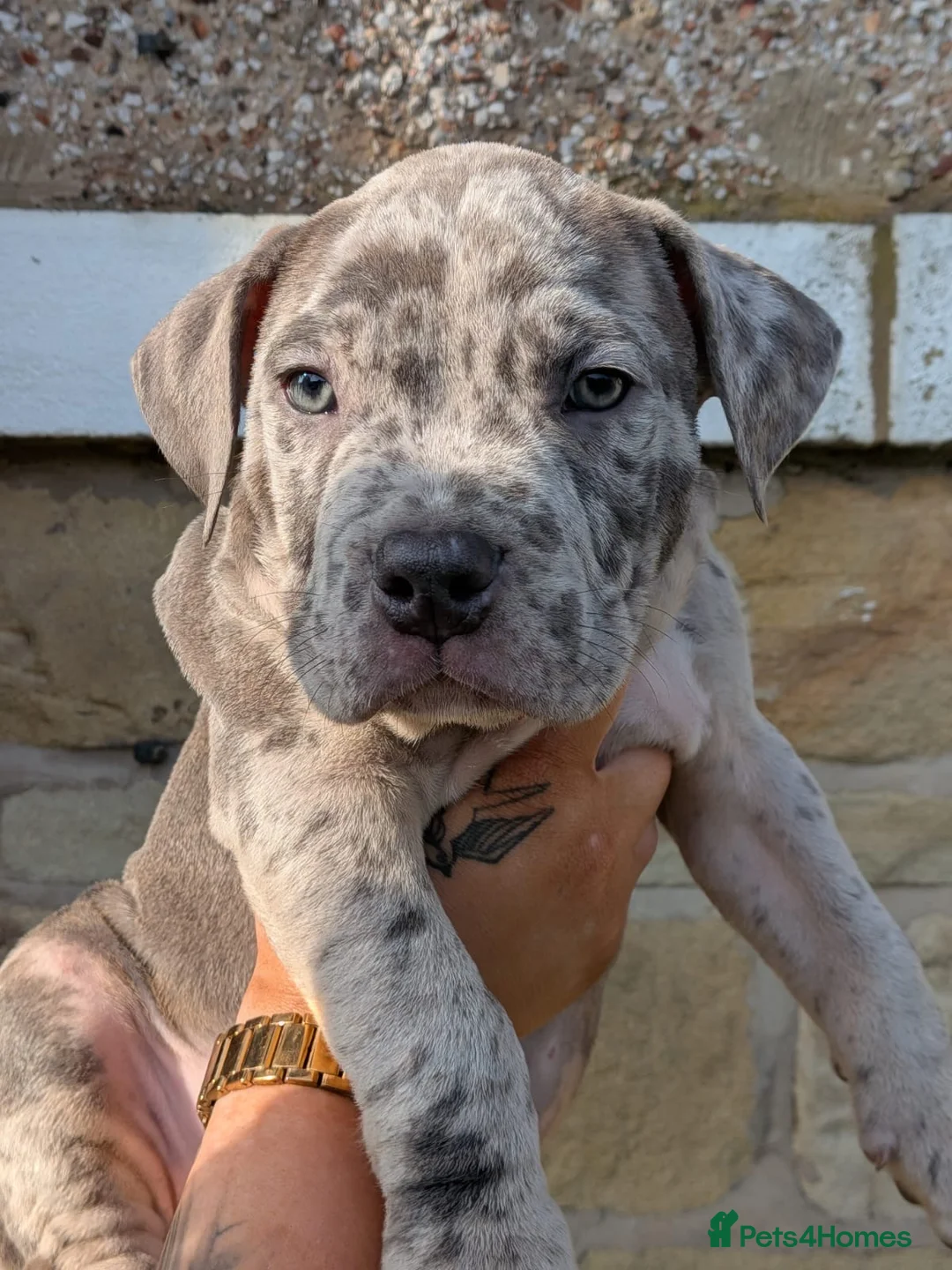 American Bully dogs for sale: ABKC reg bullies for sale  - Advert 1