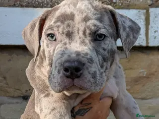 American Bully dogs ABKC reg bullies for sale - Advert 2