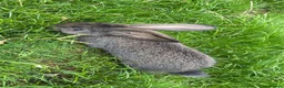 Continental Giant rabbits for sale: Giant continental babies for sale💗🩵 - Advert 4