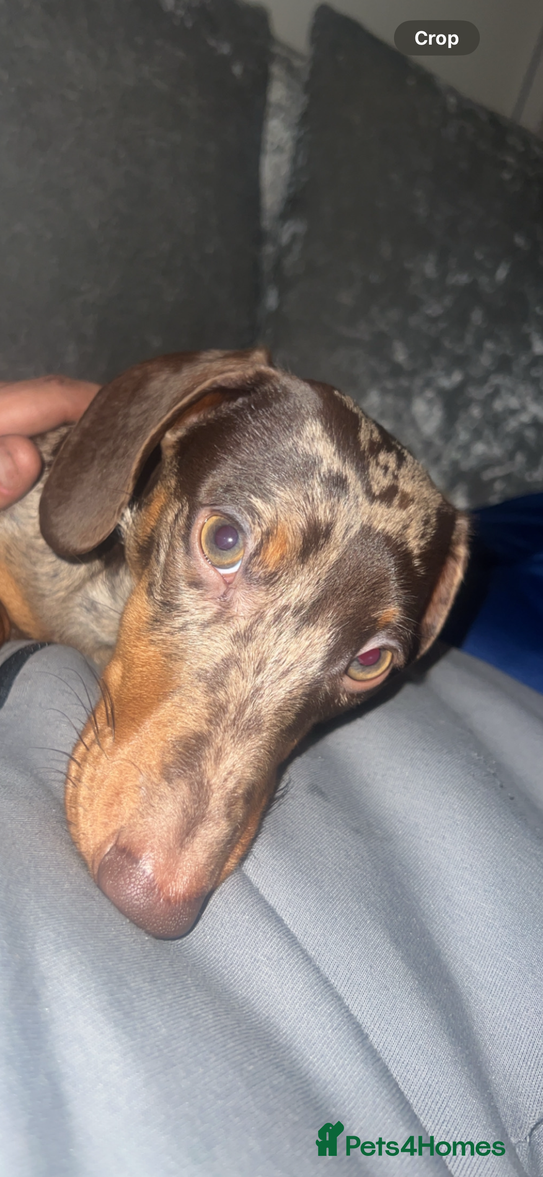 Miniature Dachshund dogs for stud: Miniature dachshund Rolex - Advert 3