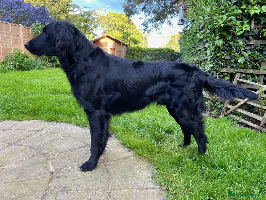 Flat coated Retriever dogs for stud: Flatcoat available for Stud - Advert 1