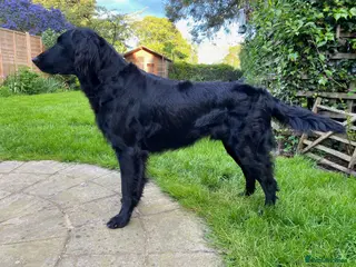 Flat coated Retriever dogs Flatcoat available for Stud - Advert 8