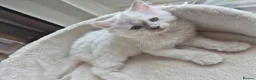 Ragdoll cats for sale: Beautiful ragdolls gccf and tica registered - Advert 35