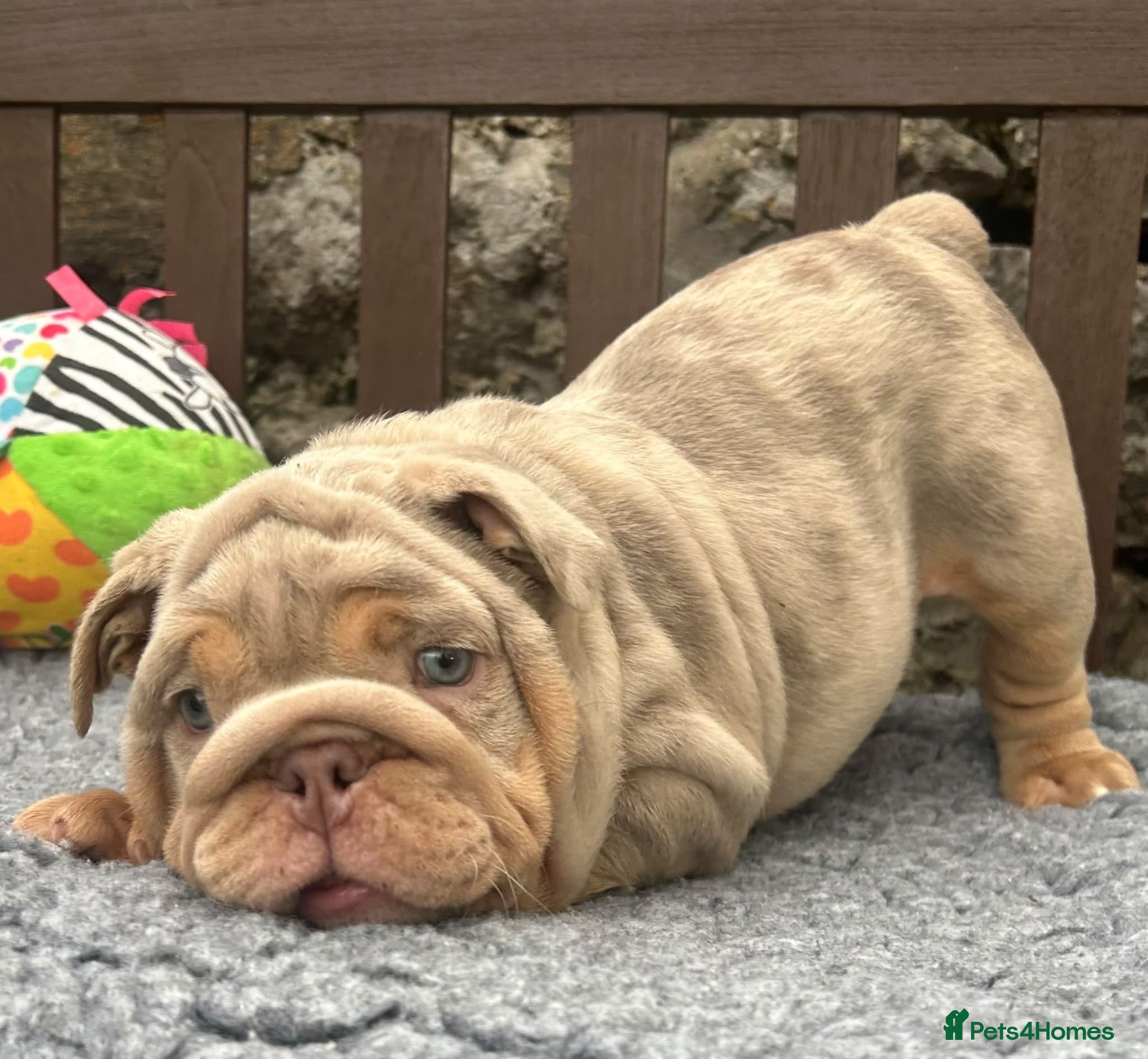 English Bulldog dogs Ready today! English bulldog puppies - Advert 12