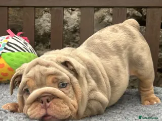 English Bulldog dogs Ready today! English bulldog puppies - Advert 13